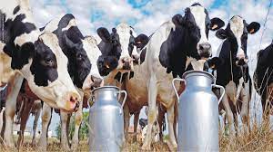 dairy industry in gujarat