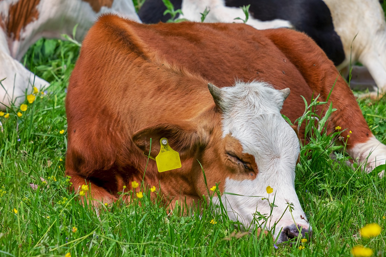 cow, animal, brown white-3394868.jpg