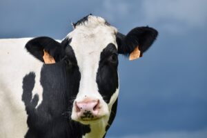 cow, holstein cow, beef breed international-4269568.jpg