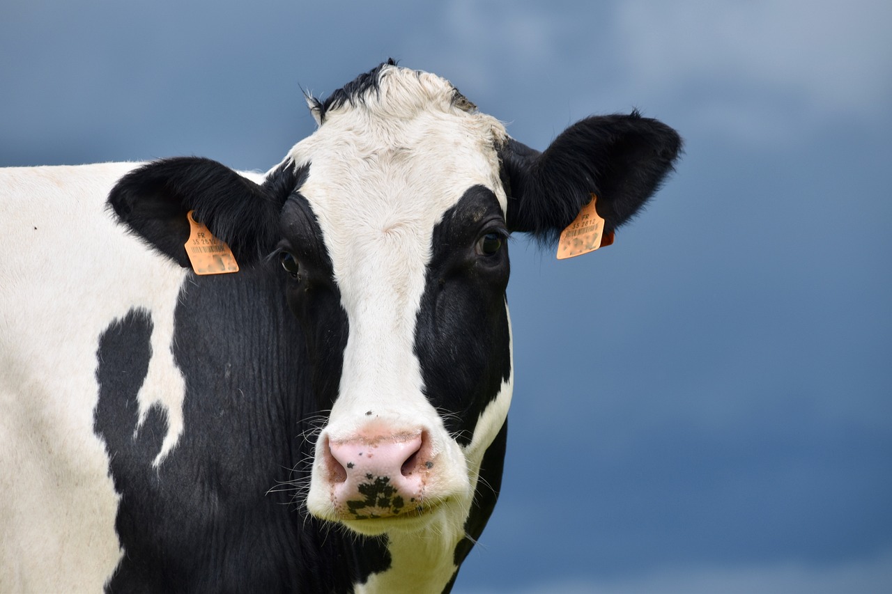 cow, holstein cow, beef breed international-4269568.jpg
