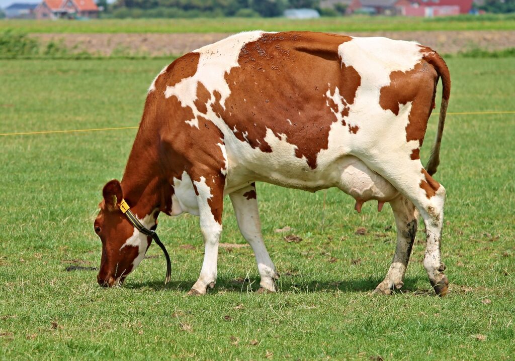 cow, milk cow, beef-2510607.jpg