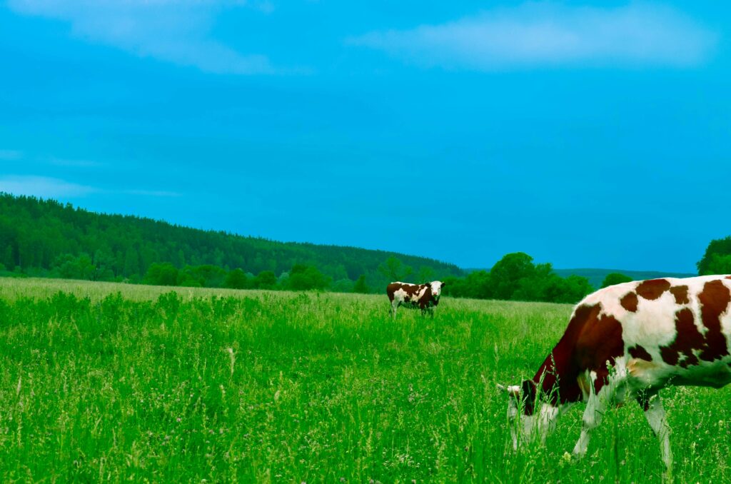 Cows Grazing on Field Against Sky